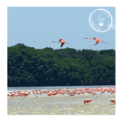 Flamants roses dans un paysage enchanteur